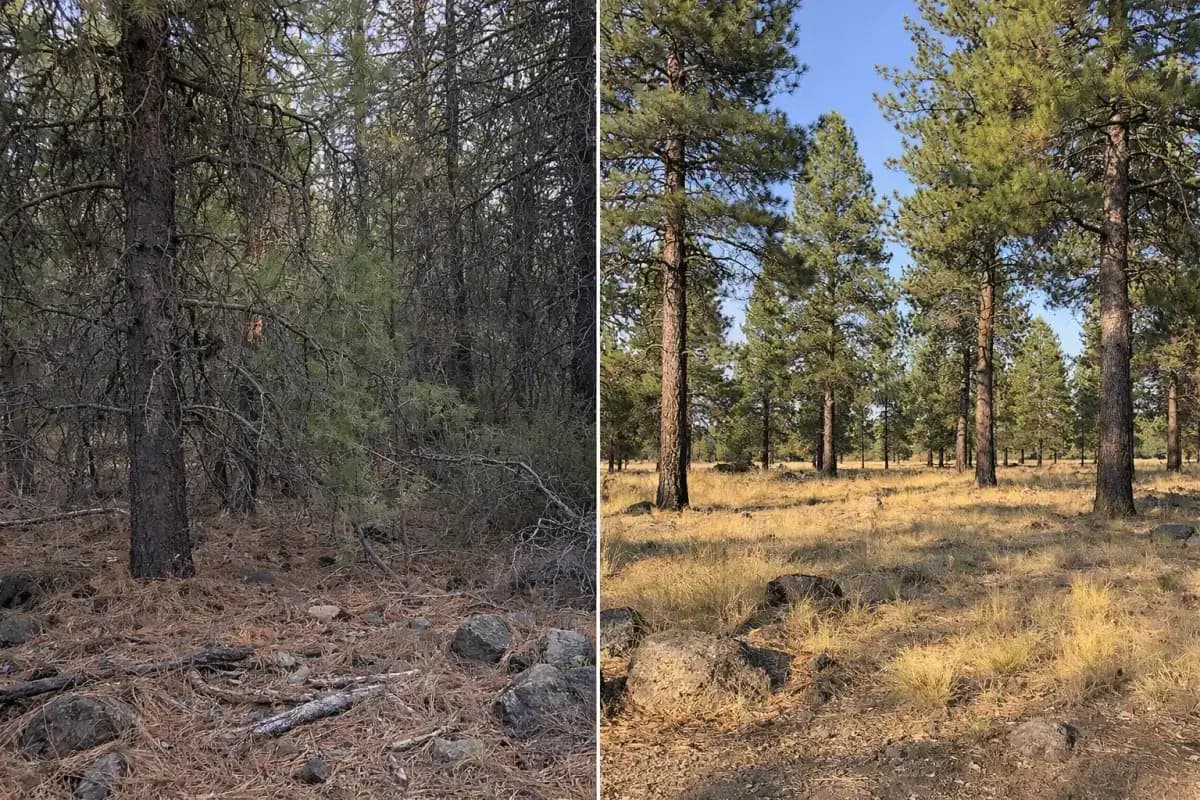 Before and after forest health treatment — left shows an overstocked ponderosa pine stand with dense understory, dead branches, and accumulated needle litter; right shows the same stand after thinning with open spacing, clean forest floor, and healthy bunchgrass