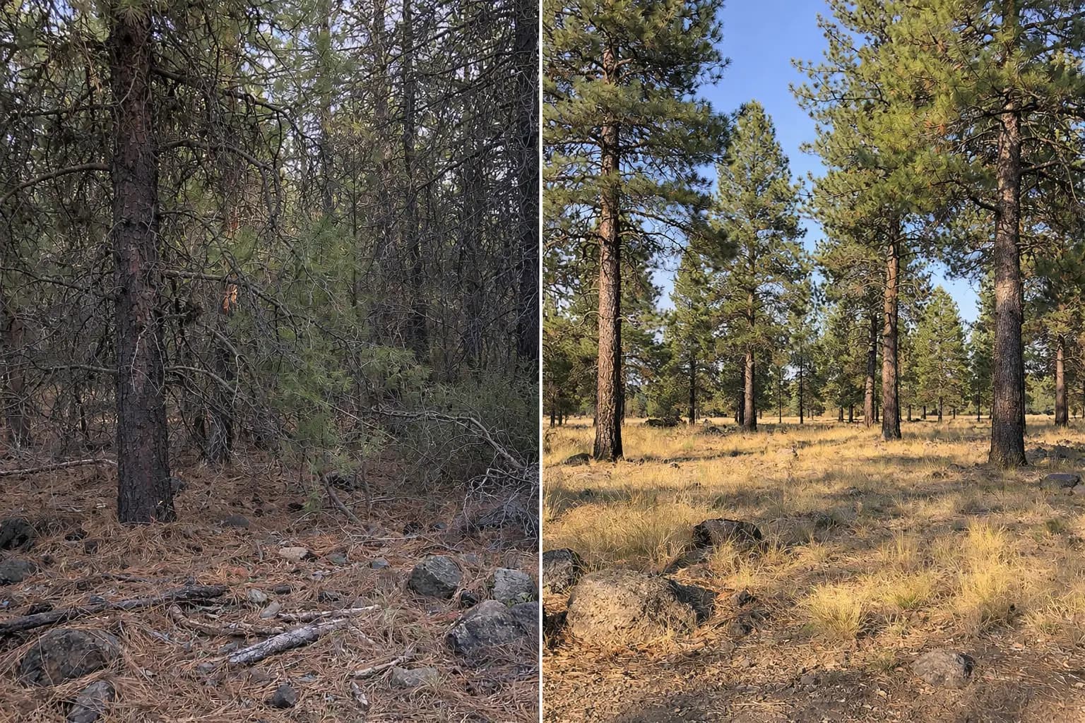Before and after forest health treatment — left shows an overstocked ponderosa pine stand with dense understory, dead branches, and accumulated needle litter; right shows the same stand after thinning with open spacing, clean forest floor, and healthy bunchgrass